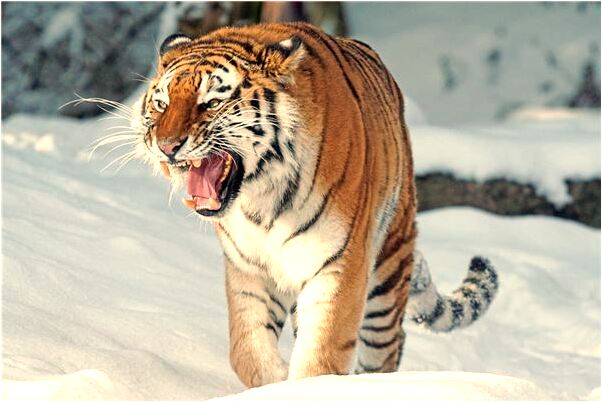 夢到所死人是什麼意思_周公解夢官網