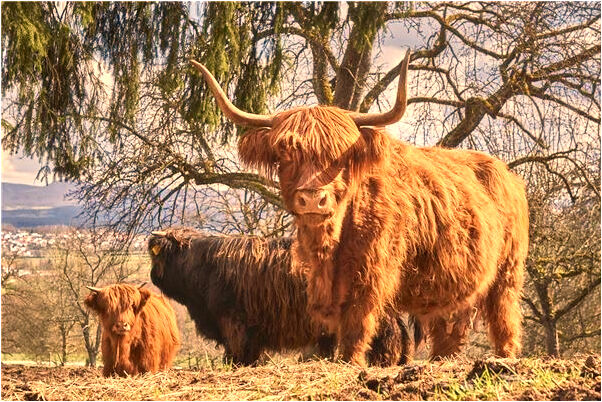 夢見椅子被小孩弄壞了代表著什麼_周公解夢官網