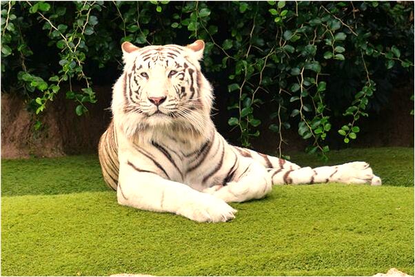 夢見自己被人追兒子摔下山是啥預兆_周公解夢官網