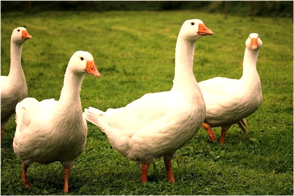 夢到了同舊愛做愛是什麼預兆_周公解夢官網