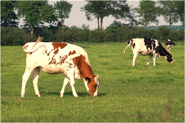 夢到了夢男人吃小孩意味著什麼_周公解夢官網