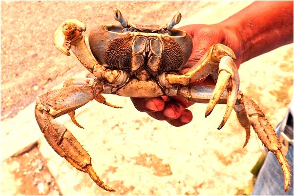 夢到了貓玩耍會是什麼預兆_周公解夢官網