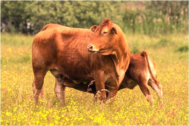 夢到自己和兩個人結婚是啥意思_周公解夢官網