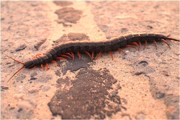 夢到別人用刀砍掉蛇頭是什麼意思_周公解夢官網