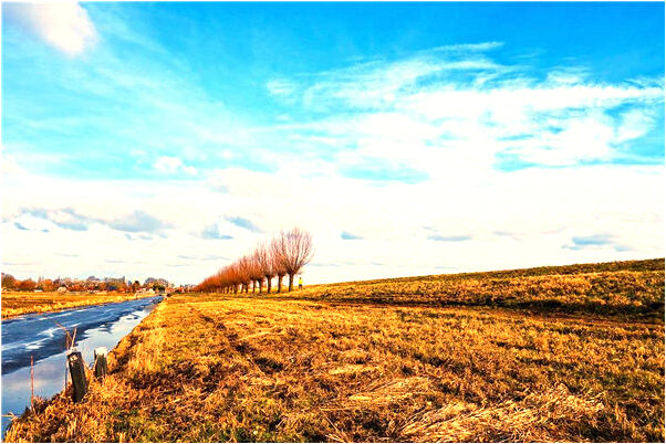 夢見家中掃樹葉是啥意思_周公解夢官網