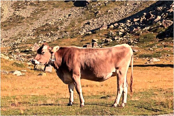 夢到了帶著孩子回家是凶兆還是吉兆_周公解夢官網