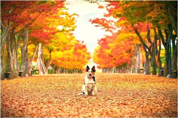 夢到一桶屎在床下會是什麼預兆_周公解夢官網