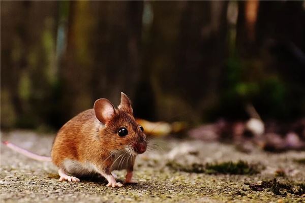 屬鼠是199幾年的_十二生肖