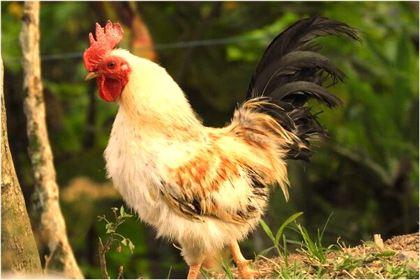 夢見吃薯塊是啥意思_周公解夢官網