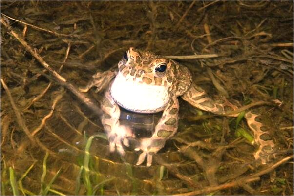 夢到了老公給自己掏耳朵是什麼兆頭_周公解夢官網