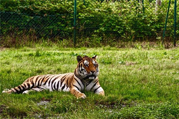 1950年屬虎人2021年運勢及命運 72歲生肖虎在牛年每月運程如何_十二生肖