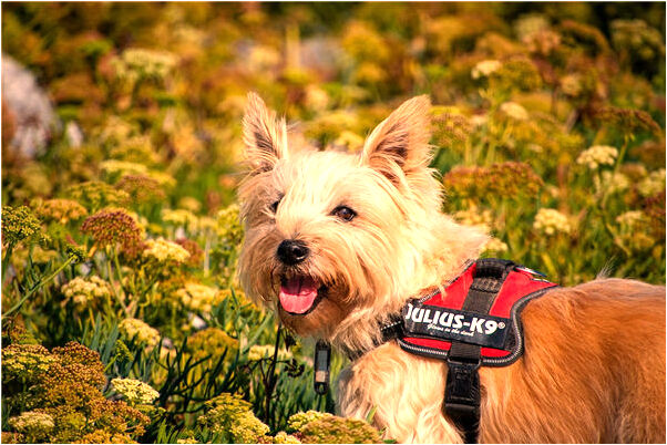 夢見三星合併是好的徵兆嗎_周公解夢官網