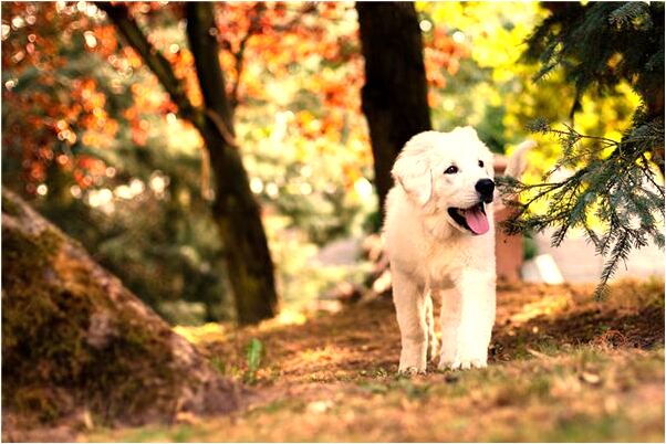 夢到挖何首烏挖得很多背著怎么樣_周公解夢官網