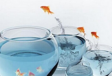 Fish to feng shui, feng shui collectors office
