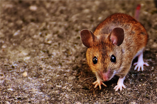 生肖屬鼠男人的特點_十二生肖