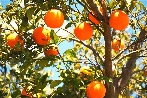 夢到打麻雀的預兆_周公解夢官網