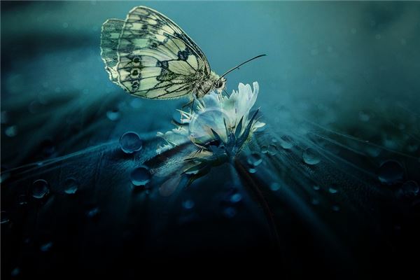 夢見被蝴蝶咬是什麼兆頭_周公解夢