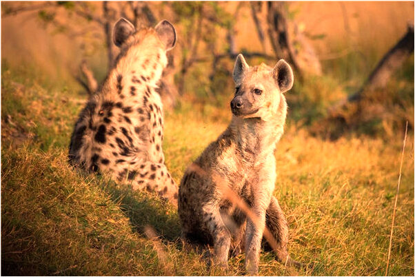 夢到女人生孩子還是女孩什麼預兆_周公解夢官網