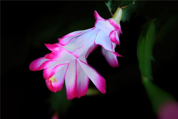 夢到了凌角是吉兆嗎?_周公解夢