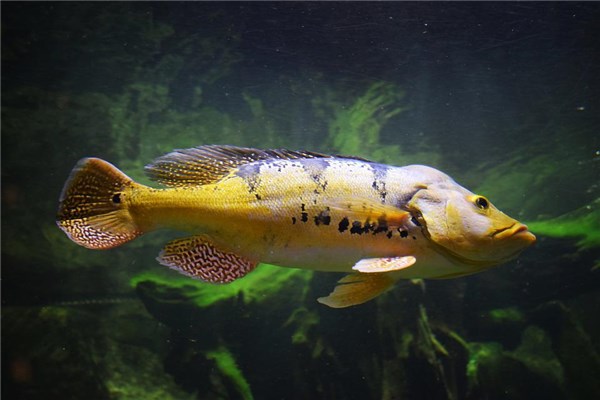夢到了比目魚是什麼徵兆_周公解夢