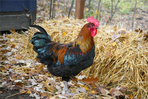 夢到公雞是什麼意思_周公解夢