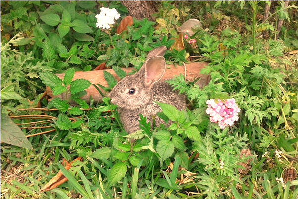 夢到了鏟車翻車是什麼意思_周公解夢官網