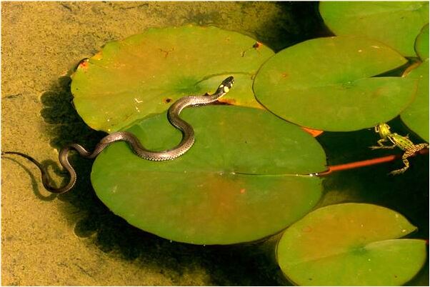 夢見公婆收養了兩個男孩有什麼預示嗎_周公解夢官網