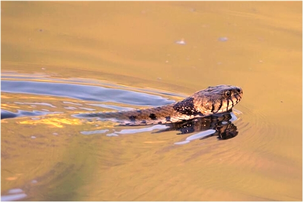 夢見連著掉了倆了上牙有什麼意思_周公解夢官網
