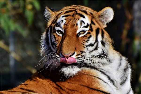 屬虎的女人性格如何_十二生肖