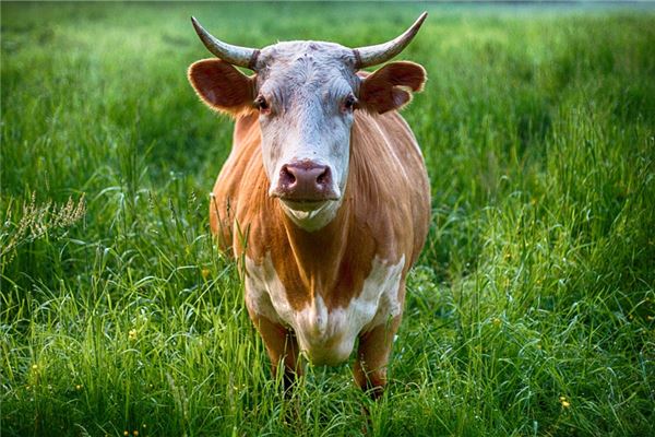 2009年屬牛是什麼性格_十二生肖