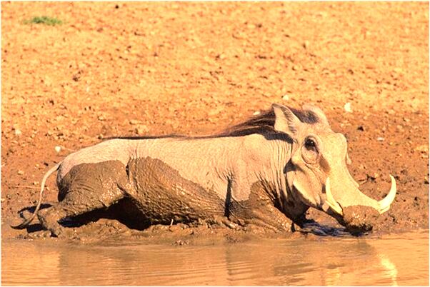 夢到了媽媽眉毛很長有什麼意義嗎_周公解夢官網