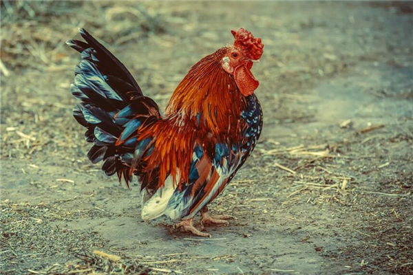 屬雞的女人喜歡的異性什麼樣_十二生肖