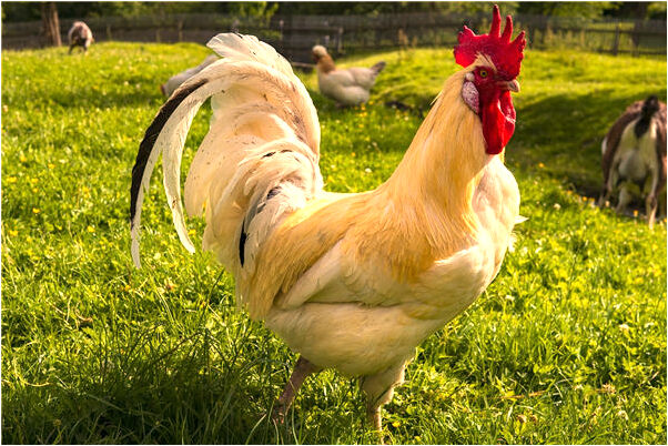 夢到了親人娶二房怎么說_周公解夢官網