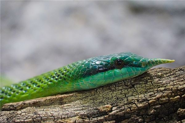 夢見小青蛇_周公解夢