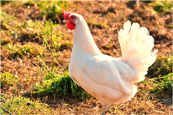 夢見前任丈夫是好的徵兆嗎_周公解夢官網