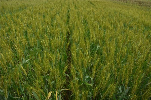 夢到了青麥啥意思_周公解夢