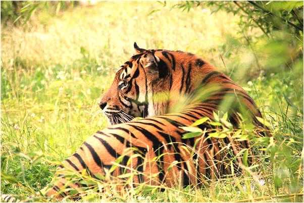 夢見蛇進我屋關進鍋爐裡面怎么樣_周公解夢官網