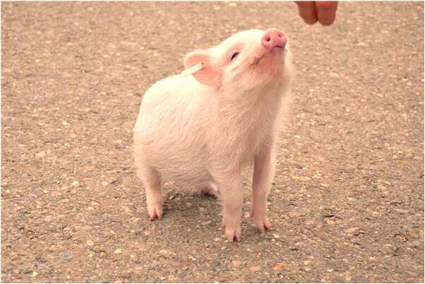 夢見自己把自己龜頭切了意味什麼_周公解夢官網