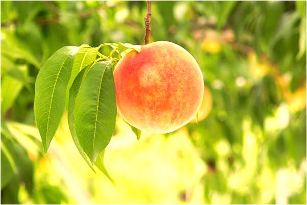 夢到異性朋友像我表白會有什麼預兆_周公解夢官網