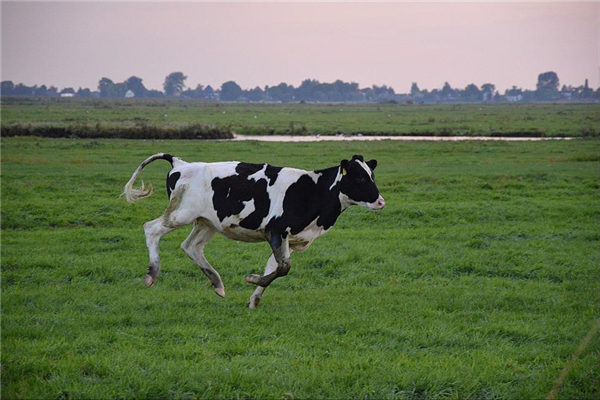 夢見瘋牛_周公解夢
