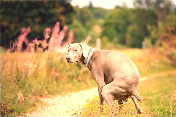 夢到和別的女人發生關係被發現會怎么樣_周公解夢官網