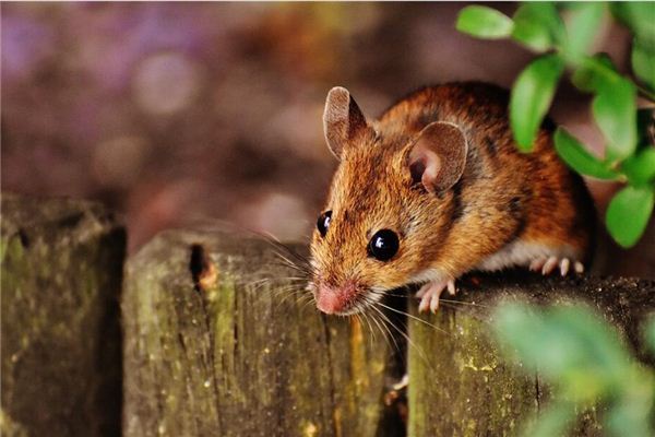 屬相鼠多大了年運如何_十二生肖