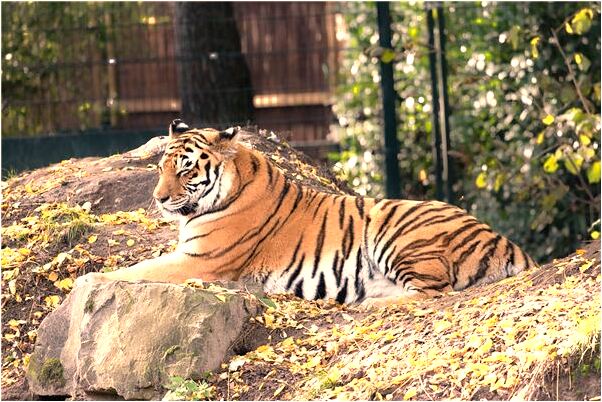 夢到老公病死代表著什麼_周公解夢官網