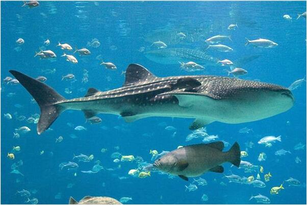 夢見丟失機車是怎么回事_周公解夢官網