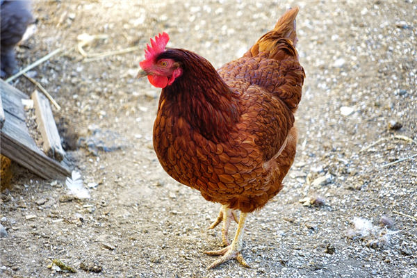 雞屬相的性格特質_十二生肖