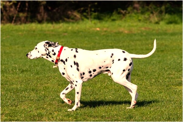 夢到了車掉下懸崖人沒事是什麼預兆?_周公解夢官網