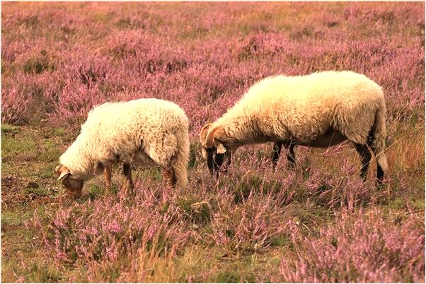 夢到了揀玉米物歸原主是好的徵兆嗎_周公解夢官網