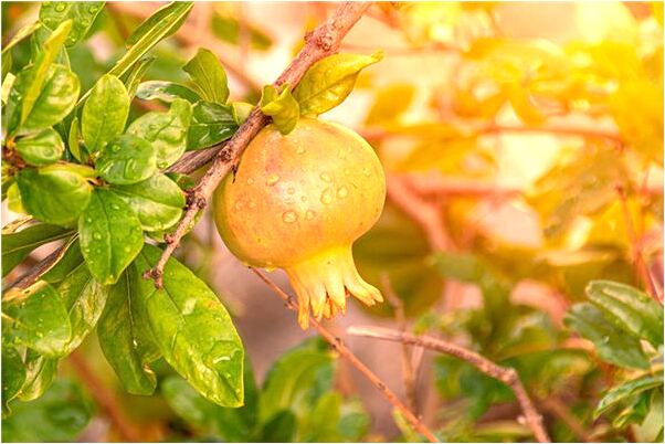 夢見口渴找水喝怎么樣_周公解夢官網