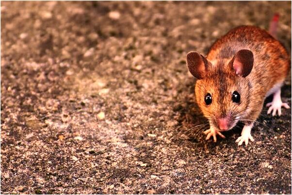 夢到葉卿卿預兆了什麼嗎_周公解夢官網