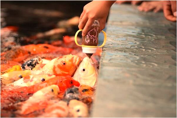 夢到盤中的肉復活了預示什麼_周公解夢官網